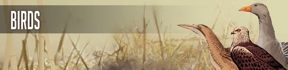 Birds